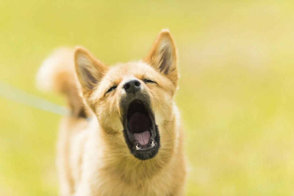 Barking dog illustrating California dog bite liability